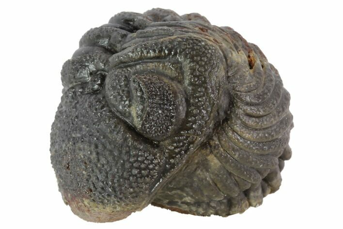 Bumpy Enrolled Morocops (Phacops) Trilobite #86419